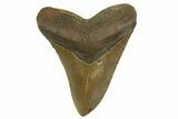 Fossil Megalodon Tooth - North Carolina #331632-1